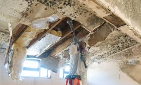 Best Attic Mold Removal  in Weston, NJ